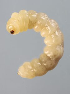 Ethonion corpulentum, PL1972B, larva, from Dillwynia glaberrima root gall (PJL 2786), SE